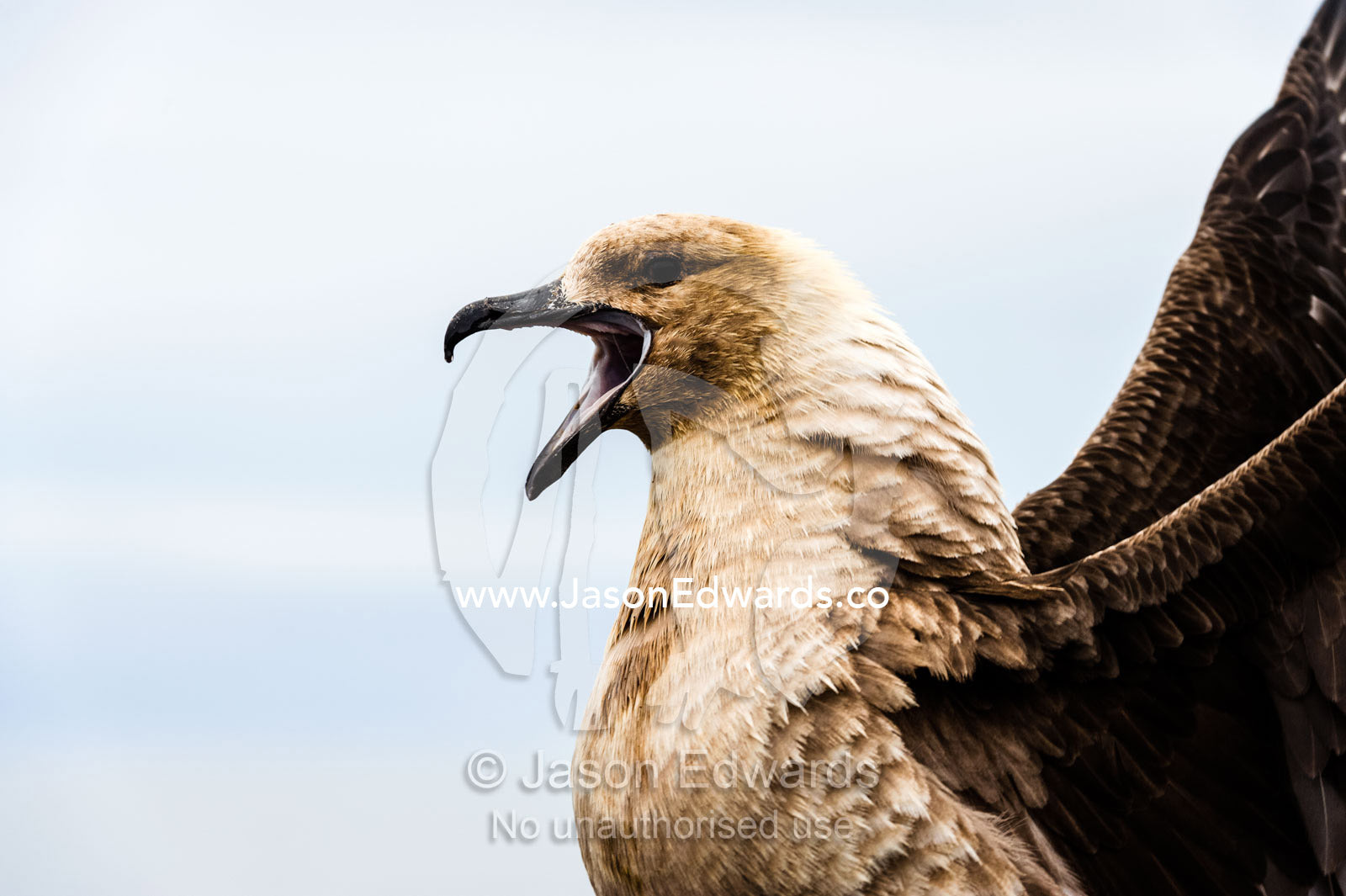 The powerful hooked beak of an aggressive South Polar Skua calling. Caughley Beach, Cape Bird, Ross Island, Antarctica.