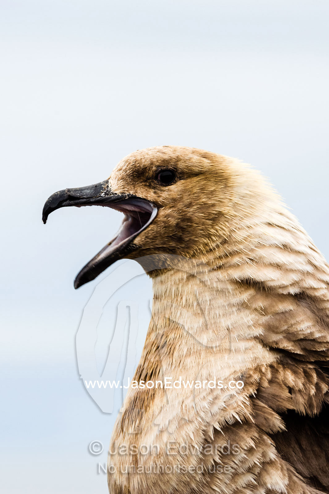 The powerful hooked beak of an aggressive South Polar Skua calling. Caughley Beach, Cape Bird, Ross Island, Antarctica.