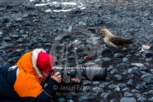 A South Polar Skua watches National Geographic photographer Jason Edwards photographing Adeleie Penguins. Caughley Beach, Cape Bird, Ross Island, Antarctica.