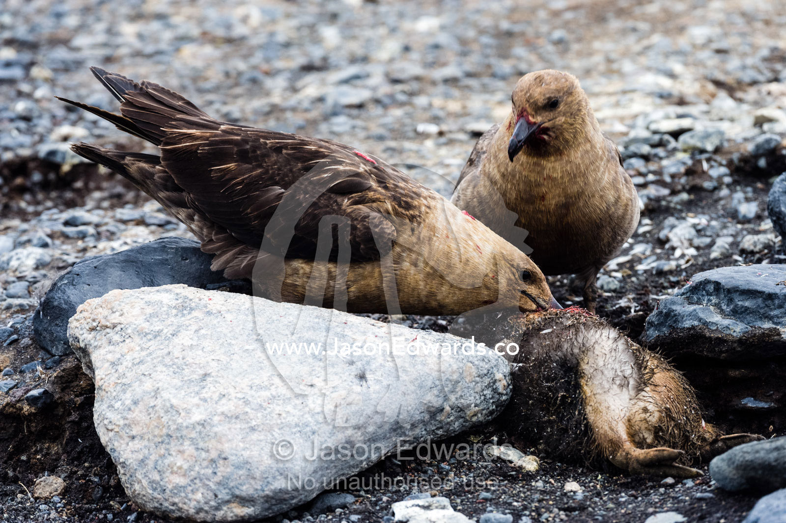 A pair of South Polar Skua feeding on a freshly killed Adelie Penguin chick. Caughley Beach, Cape Bird, Ross Island, Antarctica.