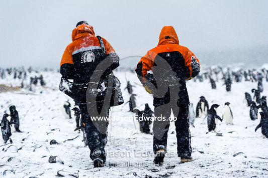 Scientific researchers walking through an Adelie Penguin colony in a blizzard. Caughley Beach, Cape Bird, Ross Island, Antarctica.