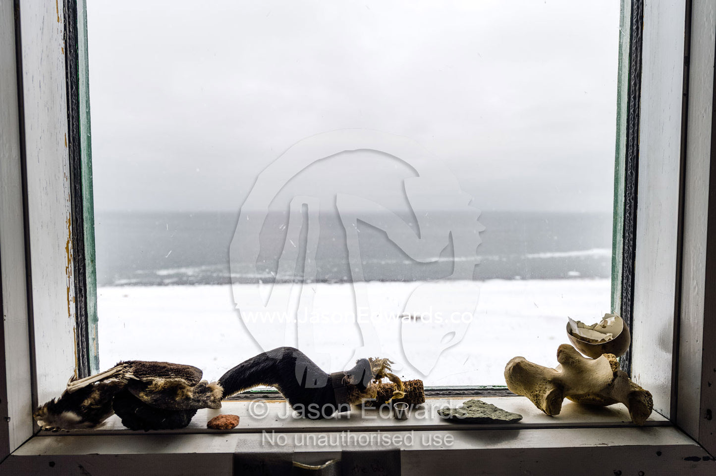A dried Adelie Penguin flipper, egg shell, and Weddell Seal bone on the window sill of a research station. Cape Bird, Ross Island, Antarctica.