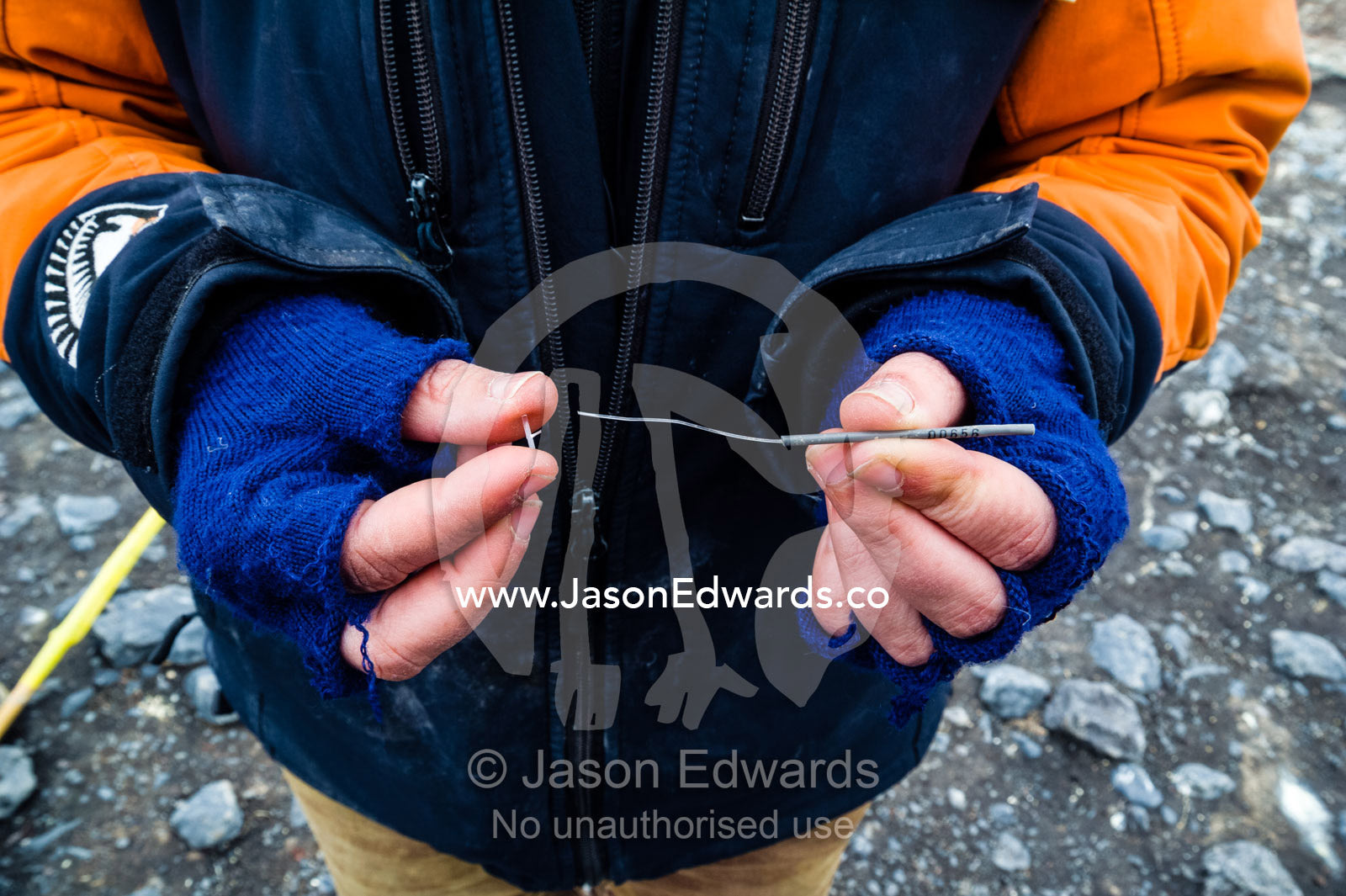 A research scientist removes a fish tag from an Adelie penguin chick weighed and measured several times throughout the summer. Caughley Beach, Cape Bird, Ross Island, Antarctica.