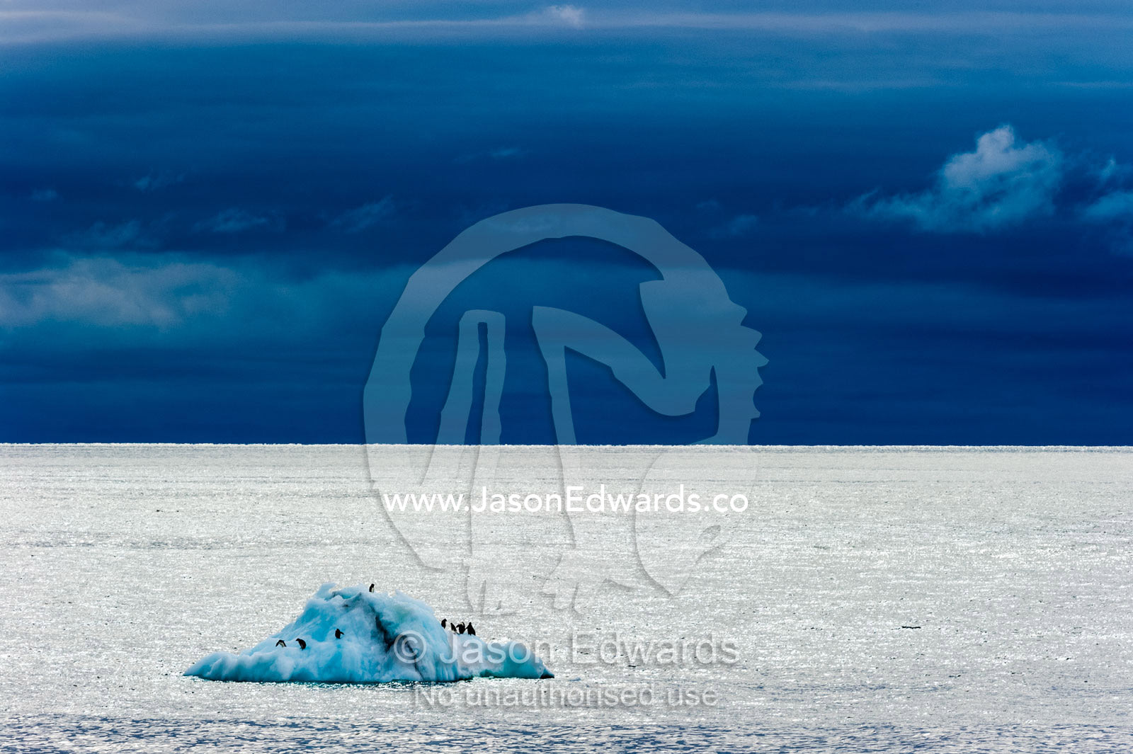 Adelie Penguins riding on an iceberg across the open ocean in Antarctica. Ross Sea, Cape Bird, Ross Island, Antarctica.