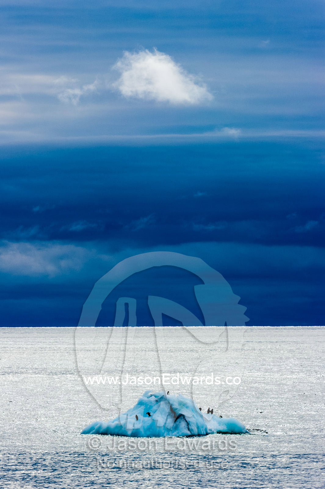 Adelie Penguins riding on an iceberg across the open ocean in Antarctica. Ross Sea, Cape Bird, Ross Island, Antarctica.