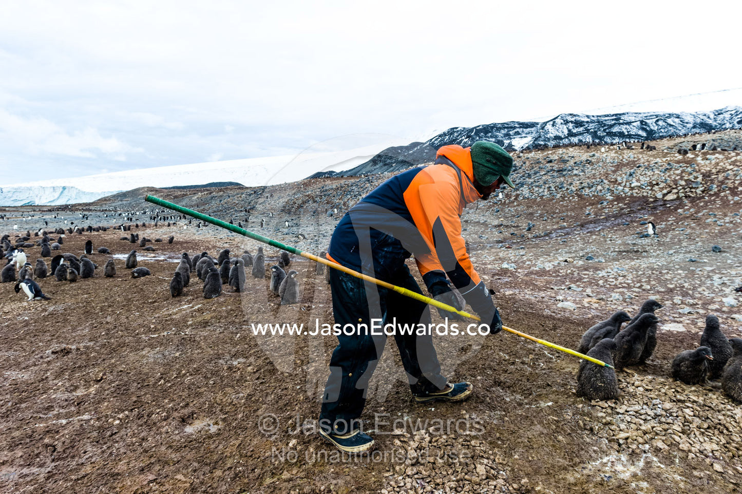 A research volunteer uses a loop pole to trap an Adelie Penguin chick. Caughley Beach, Cape Bird, Ross Island, Antarctica.
