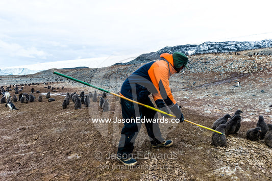 A research volunteer uses a loop pole to trap an Adelie Penguin chick. Caughley Beach, Cape Bird, Ross Island, Antarctica.