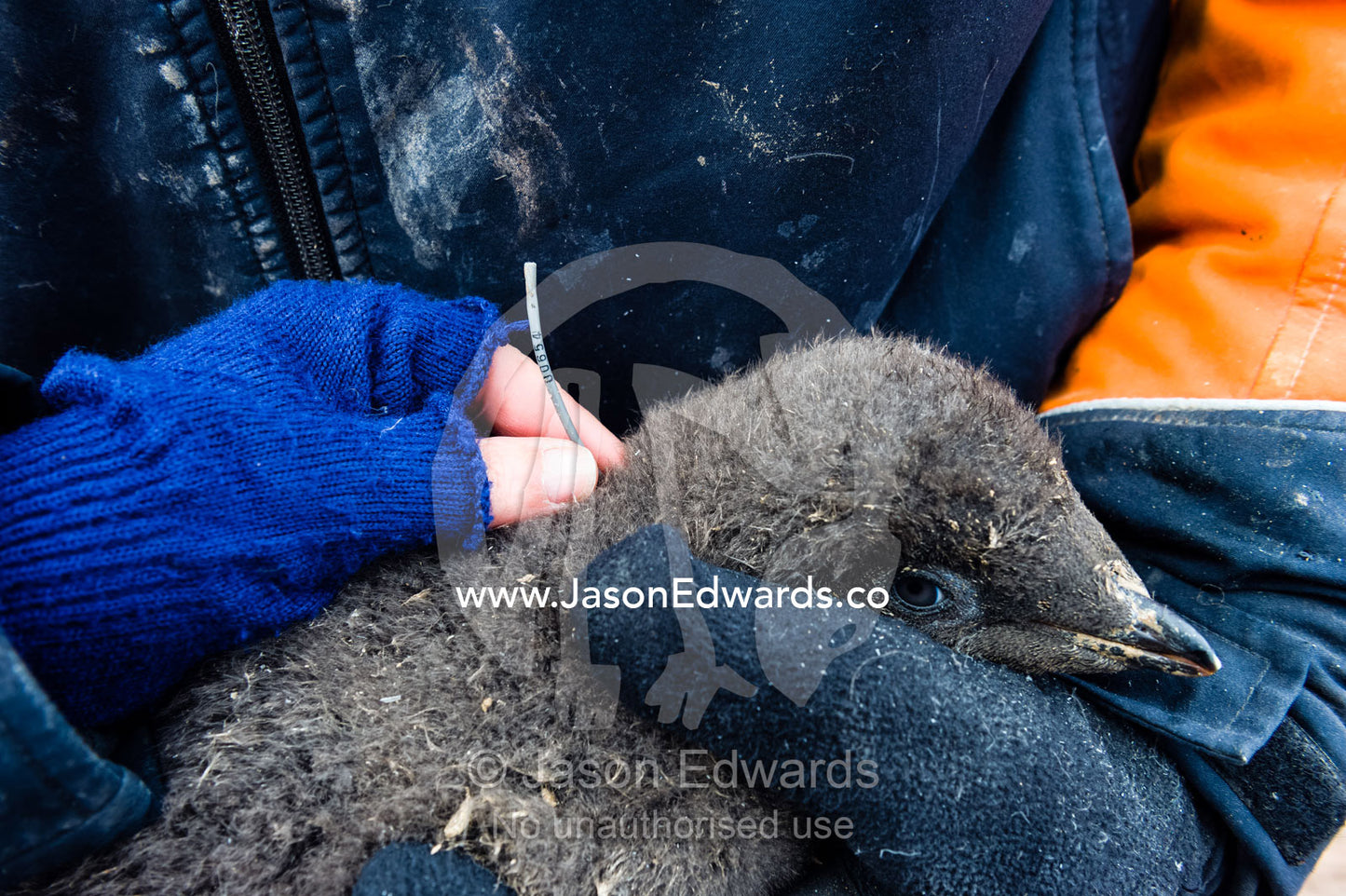 A research scientist removes a fish tag from an Adelie penguin chick weighed and measured several times throughout the summer. Caughley Beach, Cape Bird, Ross Island, Antarctica.