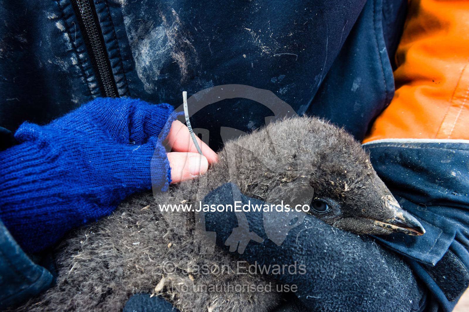 A research scientist removes a fish tag from an Adelie penguin chick weighed and measured several times throughout the summer. Caughley Beach, Cape Bird, Ross Island, Antarctica.