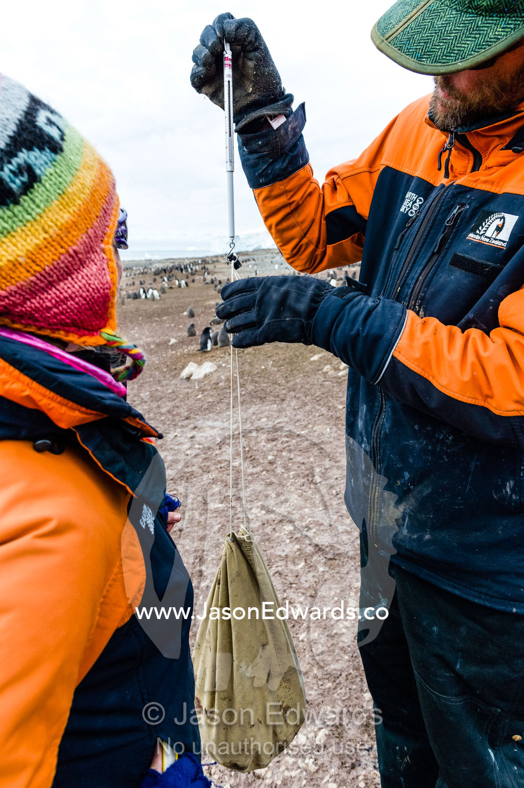 A research volunteer uses a cloth bag to weigh an Adelie Penguin chick. Caughley Beach, Cape Bird, Ross Island, Antarctica.