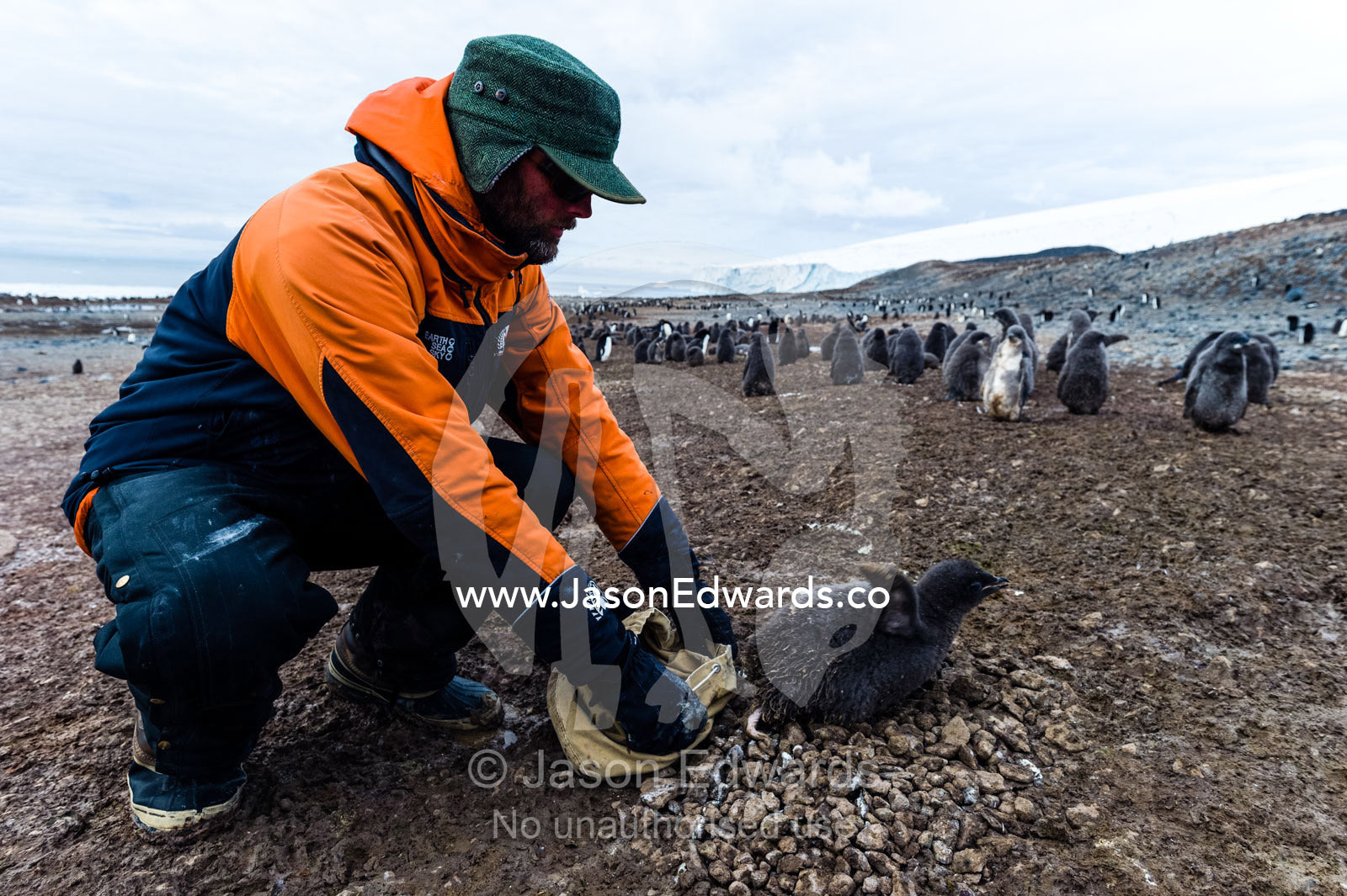 A research volunteer releases an Adelie Penguin chick back to the creche after taking measurements. Caughley Beach, Cape Bird, Ross Island, Antarctica.