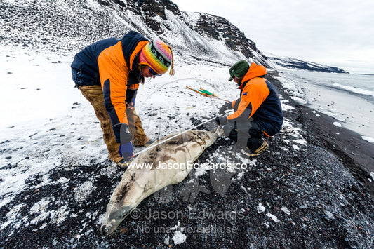 Researchers measure the carcass of a Weddell Seal that died naturally from wounds. Caughley Beach, Cape Bird, Ross Island, Antarctica.