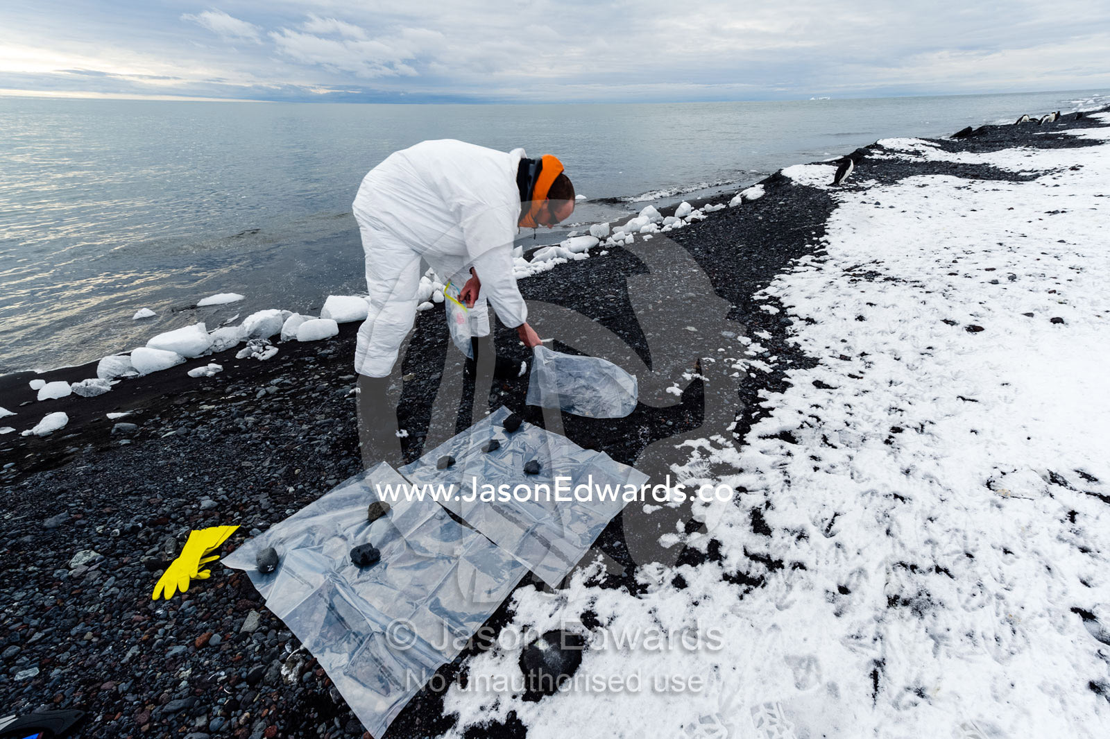 A researcher wearing a safety suit prepares plastic ground sheets to take samples from a dead Weddell Seal. Caughley Beach, Cape Bird, Ross Island, Antarctica.