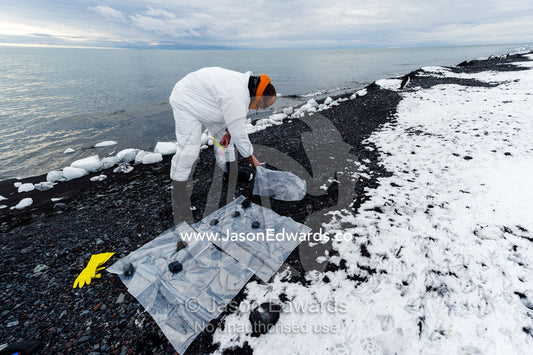 A researcher wearing a safety suit prepares plastic ground sheets to take samples from a dead Weddell Seal. Caughley Beach, Cape Bird, Ross Island, Antarctica.