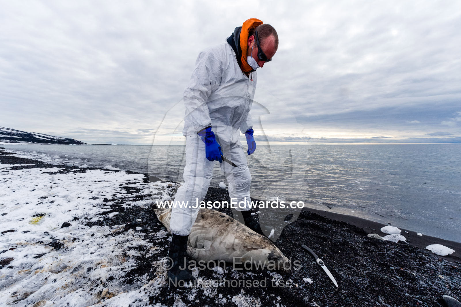 A researcher wearing a safety suit prepares plastic ground sheets to take samples from a dead Weddell Seal. Caughley Beach, Cape Bird, Ross Island, Antarctica.
