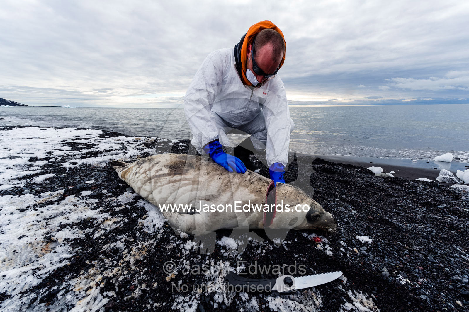 A researcher wearing a safety suit removes the head from a dead Weddell Seal for examination. Caughley Beach, Cape Bird, Ross Island, Antarctica.