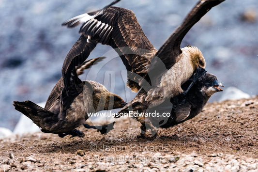 A pair of powerful South Polar Skua attack and overpower an Adelie Penguin chick fighting for it's life. Caughley Beach, Cape Bird, Ross Island, Antarctica.