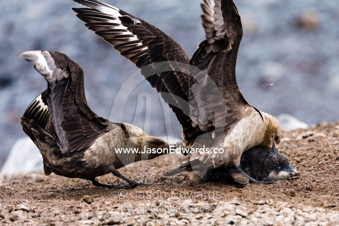 A pair of powerful South Polar Skua attack and overpower an Adelie Penguin chick fighting for it's life. Caughley Beach, Cape Bird, Ross Island, Antarctica.