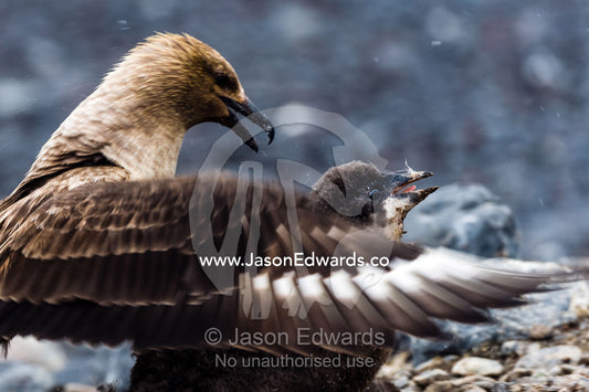 A pair of powerful South Polar Skua attack and overpower an Adelie Penguin chick fighting for it's life. Caughley Beach, Cape Bird, Ross Island, Antarctica.