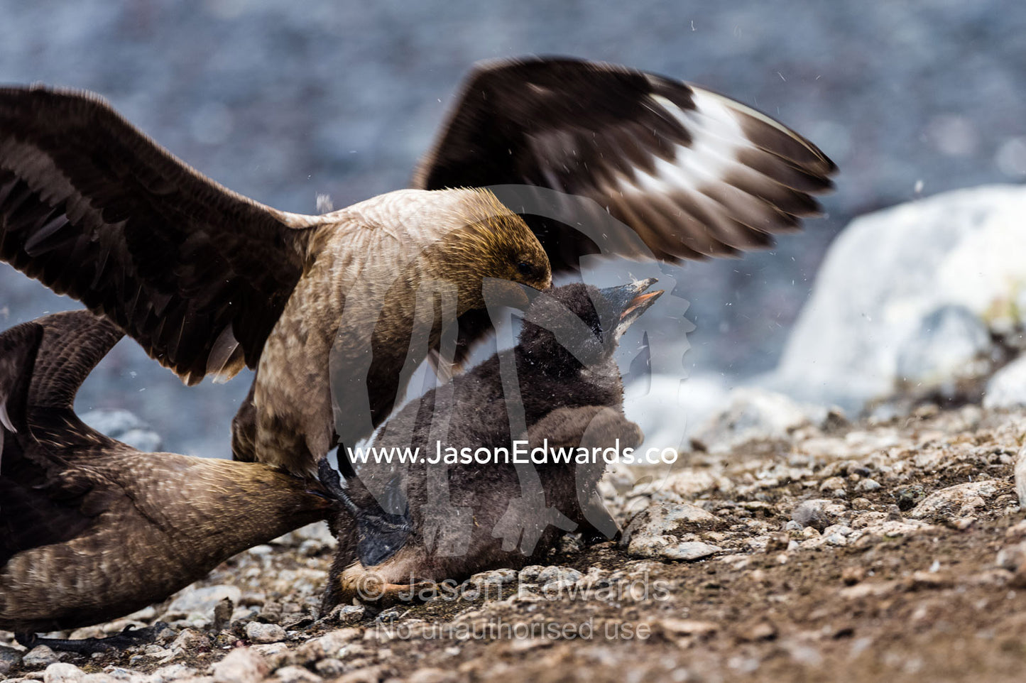 A pair of powerful South Polar Skua attack and overpower an Adelie Penguin chick fighting for it's life. Caughley Beach, Cape Bird, Ross Island, Antarctica.