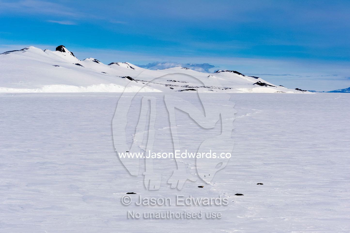 A colony of Weddell Seals sleeping in the sun near a crack in the sea ice. Turtle Rock, Castle Rock, Erebus Bay, McMurdo Sound, Ross Island, Antarctica.