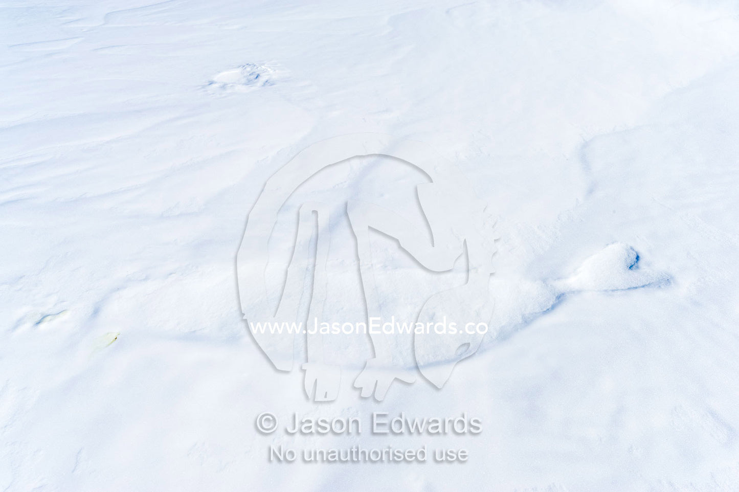 The impression from the body heat of a Weddell Seal in the snow on the sea ice. Turtle Rock, Erebus Bay, McMurdo Sound, Ross Island, Antarctica.