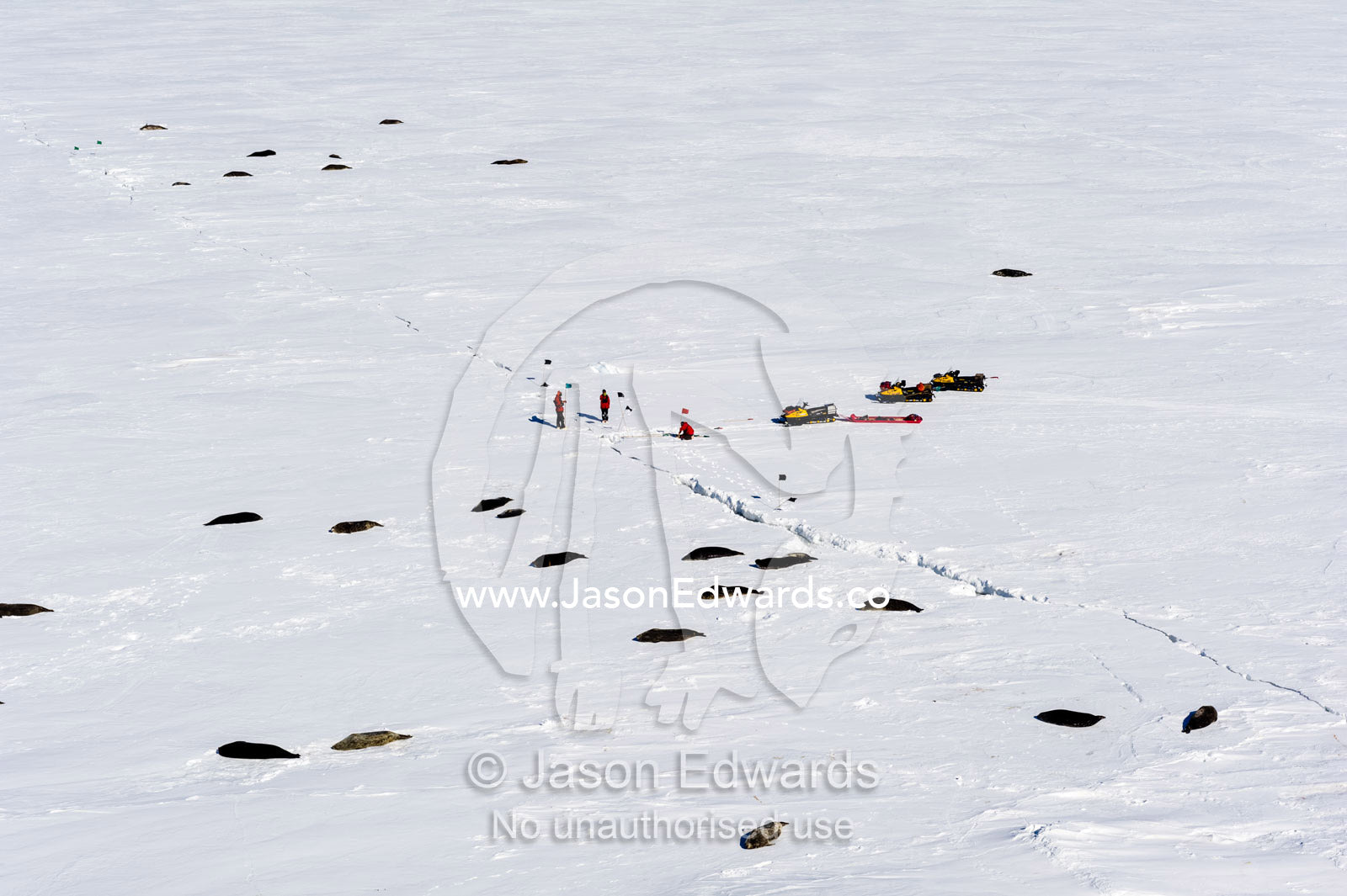 Researchers examine a colony of Weddell Seals on the sea ice. Turtle Rock, Erebus Bay, McMurdo Sound, Ross Island, Antarctica.