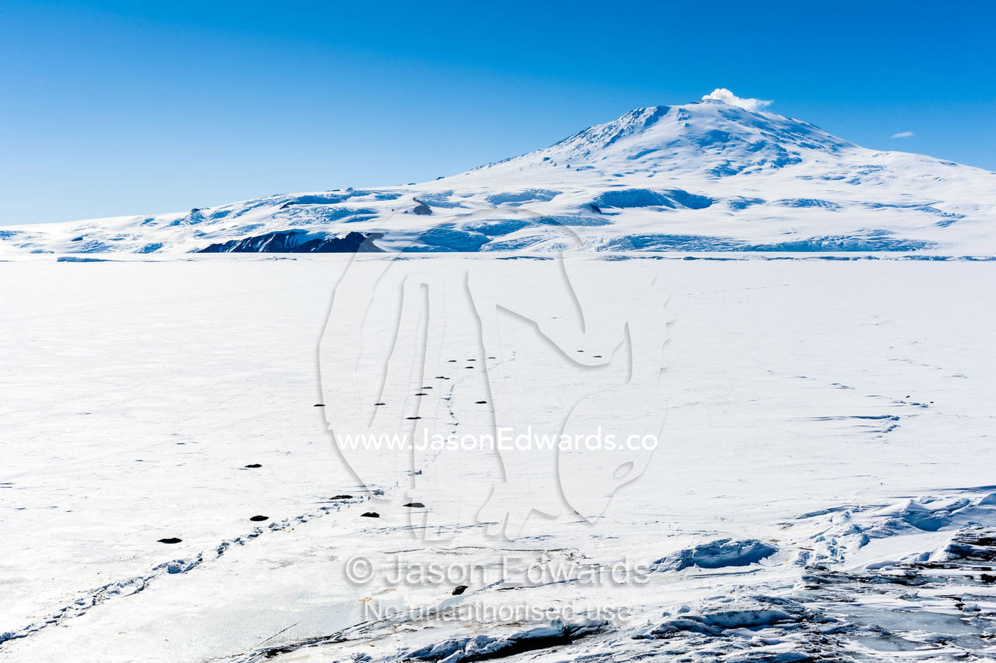 A colony of Weddell Seals sleeping in the sun near a crack in the sea ice beneath Mount Erebus. Mount Erebus, Turtle Rock, Erebus Bay, McMurdo Sound, Ross Island, Antarctica.