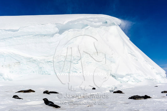 A colony of Weddell Seals sleeping in the sun on the sea ice beneath an ice cliff. Hutton Cliffs, Erebus Bay, McMurdo Sound, Ross Island, Antarctica.