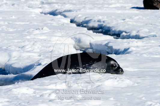 A Weddell Seal climbs onto the sea ice to rest through a crack in the ice. Hutton Cliffs, Erebus Bay, McMurdo Sound, Ross Island, Antarctica.