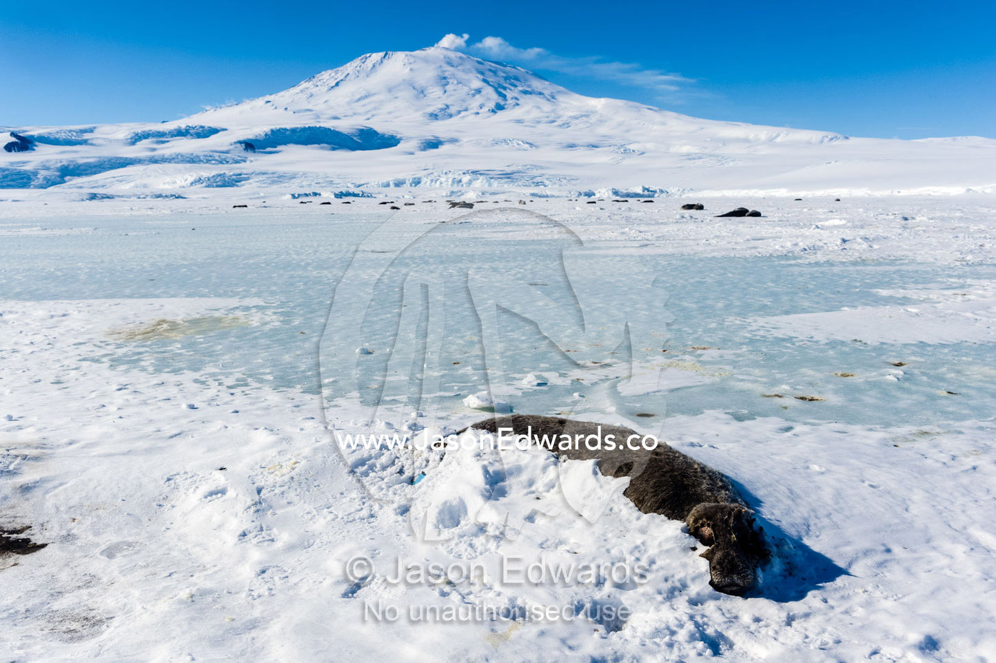 The desiccated carcass of a Weddell Seal pup on the sea ice beneath Mount Erebus. Mount Erebus, Hutton Cliffs, Erebus Bay, McMurdo Sound, Ross Island, Antarctica.