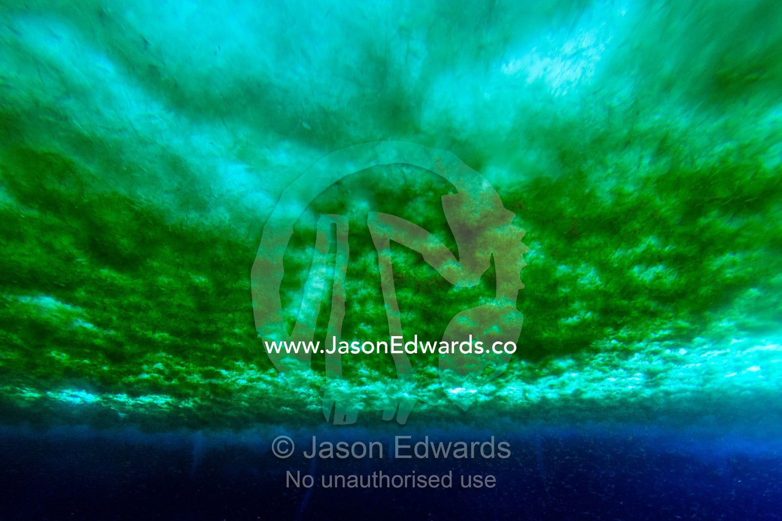 Swarms of Antarctic marine life and algae gather beneath the sea ice surface during the brief summer. McMurdo Sound, McMurdo Station, Ross Island, Antarctica.