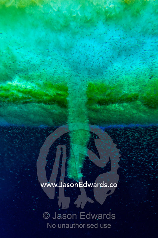 Swarms of Antarctic marine life and algae gather beneath the sea ice surface during the brief summer near a brinicle. McMurdo Sound, McMurdo Station, Ross Island, Antarctica.