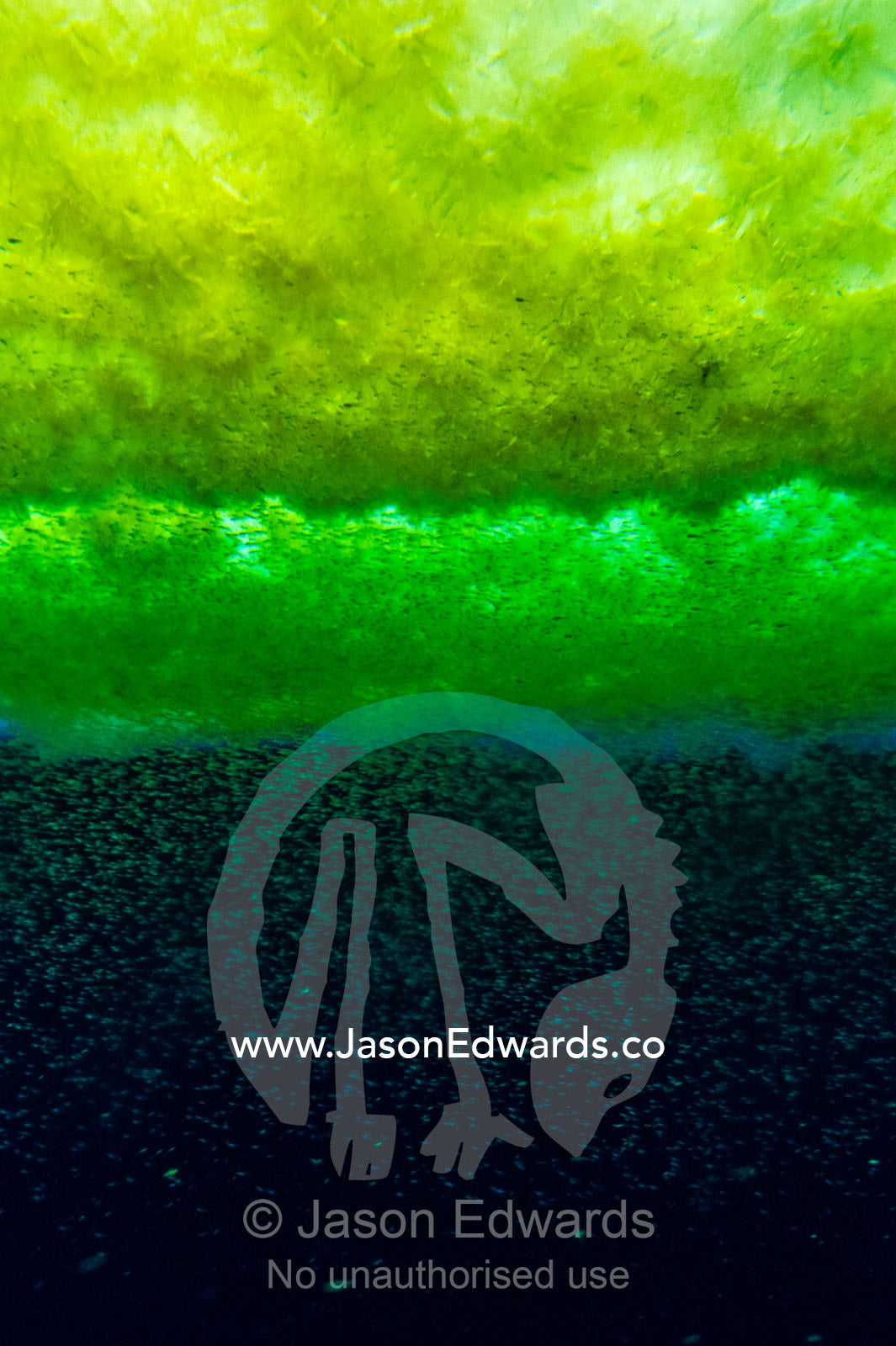 Swarms of Antarctic marine life and algae gather beneath the sea ice surface during the brief summer. McMurdo Sound, McMurdo Station, Ross Island, Antarctica.