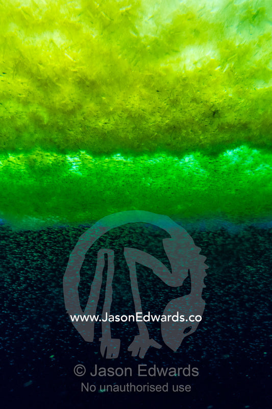 Swarms of Antarctic marine life and algae gather beneath the sea ice surface during the brief summer. McMurdo Sound, McMurdo Station, Ross Island, Antarctica.