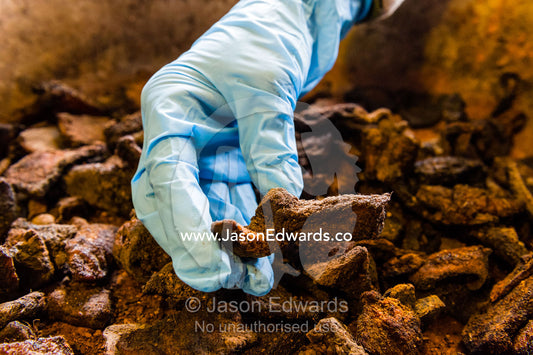 An Antarctic Heritage Trust expert preserves seal meat in a frying pan from Discovery Hut. Scott Base, Pram Point, Hut Point Peninsula, Ross Island, Antarctica.
