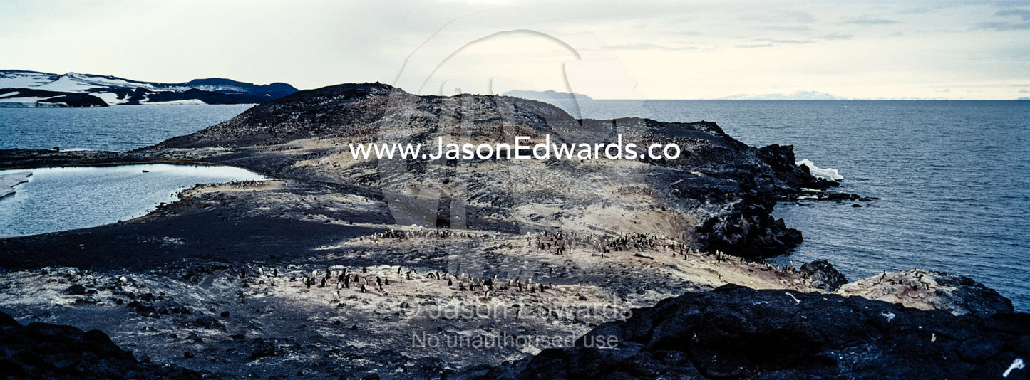 The southern-most Adelie Penguin colony on earth on a cliff above the ocean. Cape Royds, Ross Island, Antarctica.