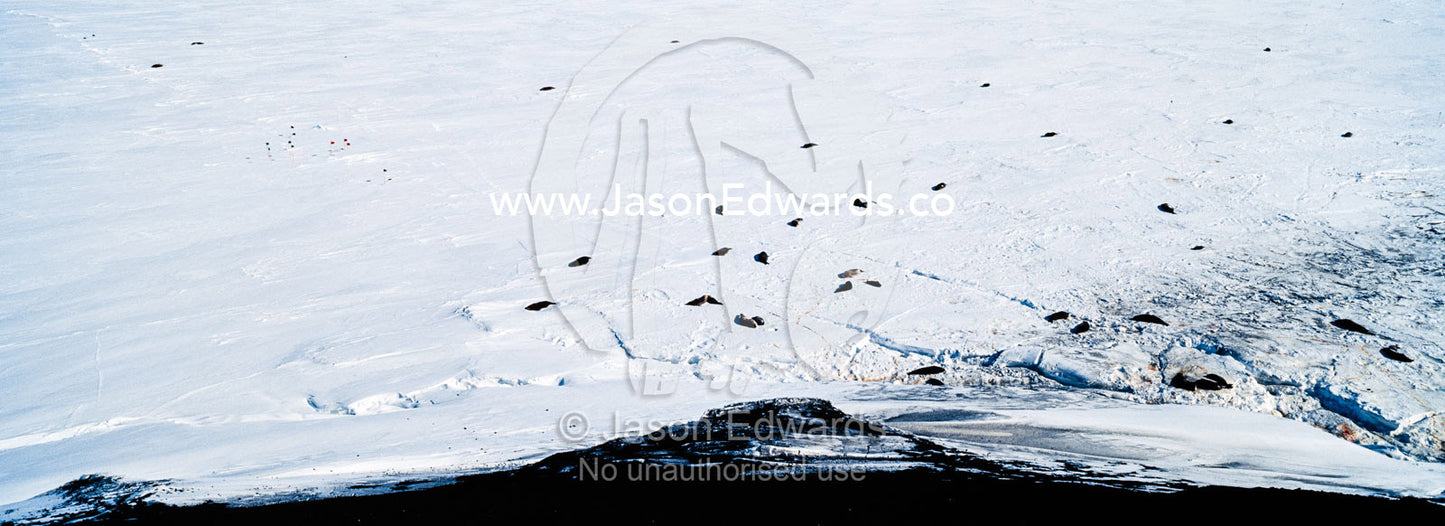 A Weddell Seal colony on the fractured sea ice at the base of a mountain. Erebus Bay, McMurdo Sound, Cape Evans, Ross Island Antarctica.