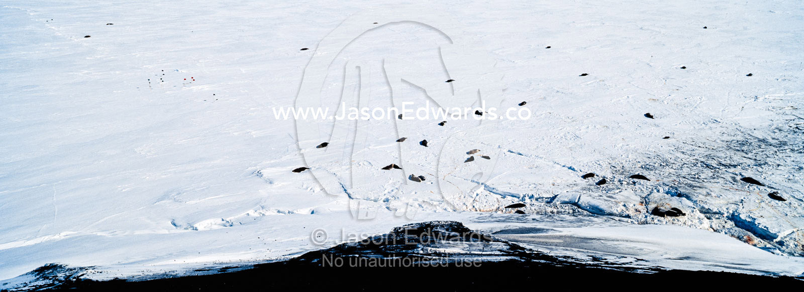 A Weddell Seal colony on the fractured sea ice at the base of a mountain. Erebus Bay, McMurdo Sound, Cape Evans, Ross Island Antarctica.