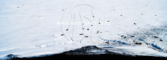 A Weddell Seal colony on the fractured sea ice at the base of a mountain. Erebus Bay, McMurdo Sound, Cape Evans, Ross Island Antarctica.