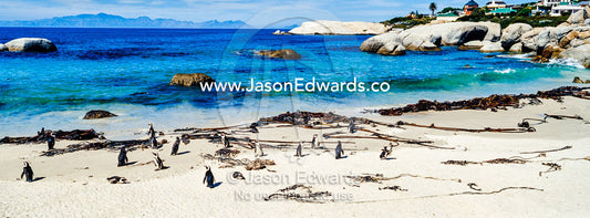 A nesting colony of African Penguins on a beach near a towns residential estate. Boulders Beach, Cape Peninsula, Cape Town, Western Cape Province, South Africa.