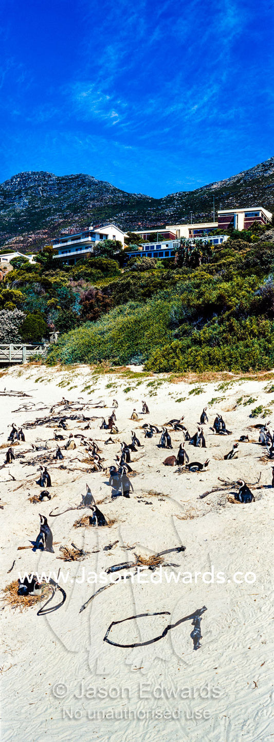A nesting colony of African Penguins on a beach near a towns residential estate. Boulders Beach, Cape Peninsula, Cape Town, Western Cape Province, South Africa.