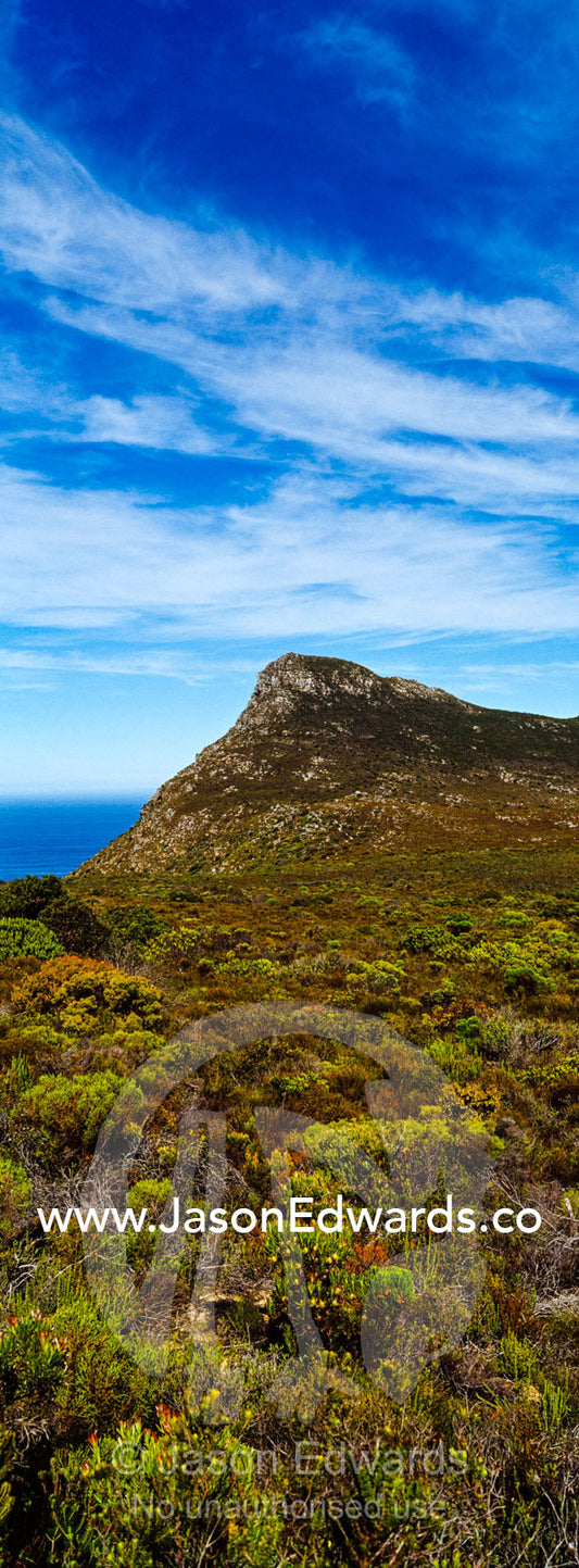 A fragile fynbos and restios plain beneath a front of wispy clouds. Cape of Good Hope, Cape Point, Table Mountain National Park, Cape Peninsula, South Africa.
