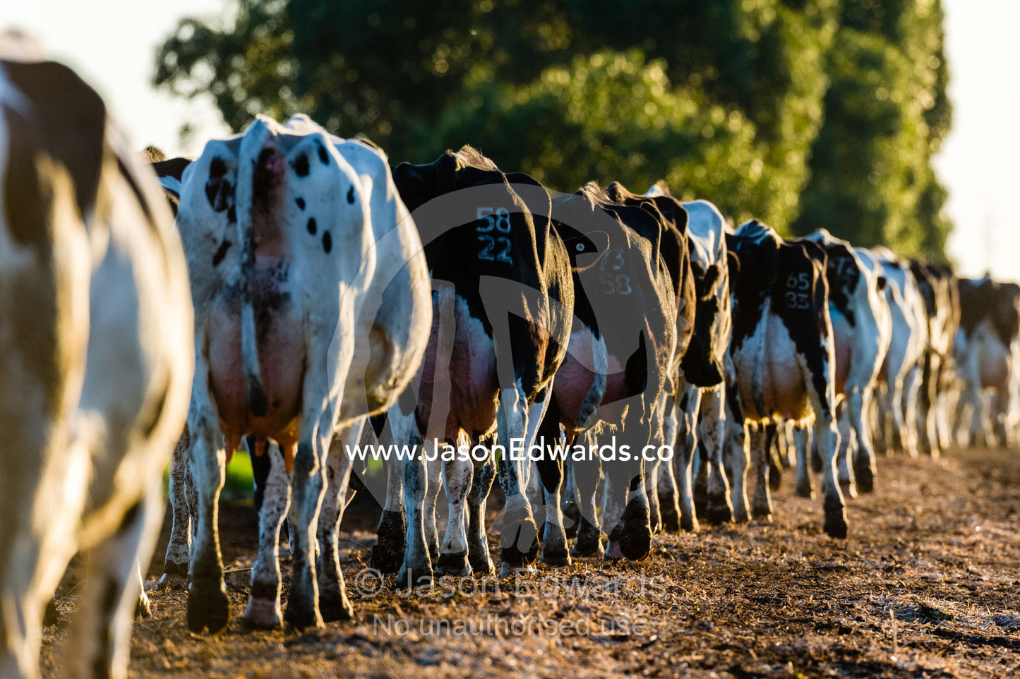 A train of dairy cows heading along a farm road for milking. Port Campbell, Great Ocean Road, Victoria, Australia.