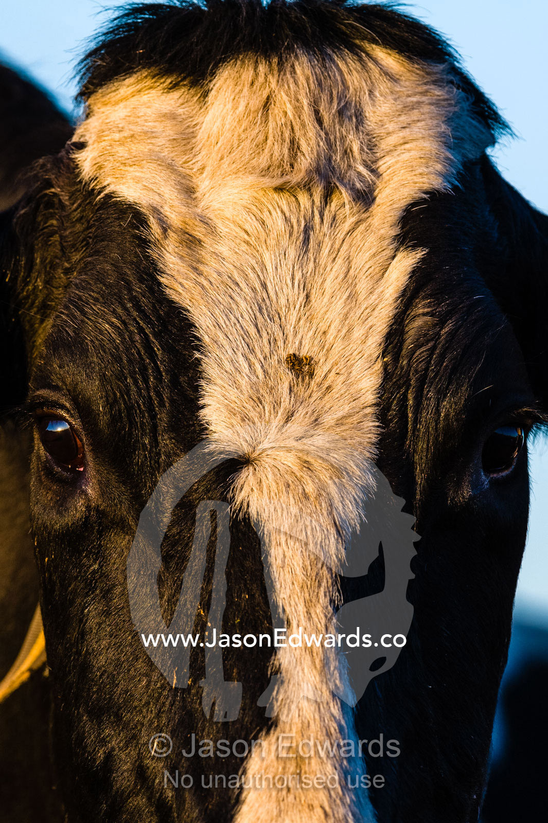 A closeup of the face and forehead of a dairy cow. Port Campbell, Great Ocean Road, Victoria, Australia.