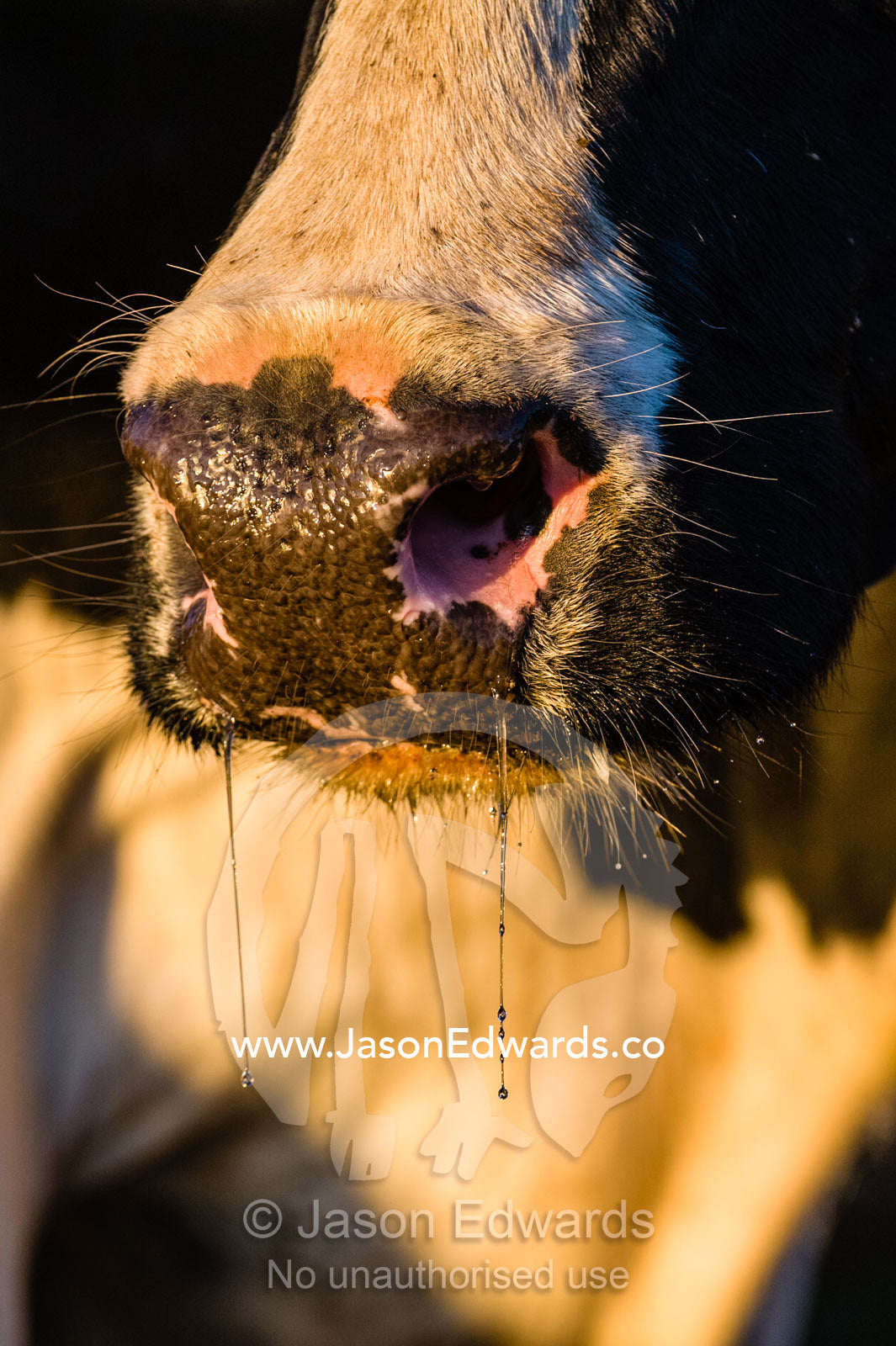 Drool and snot coming from the mouth and nose of a dairy cow. Port Campbell, Great Ocean Road, Victoria, Australia.