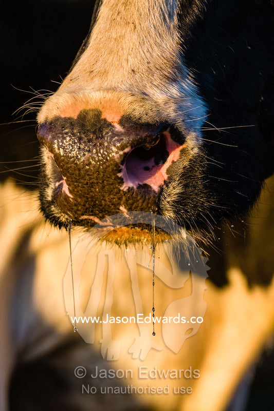 Drool and snot coming from the mouth and nose of a dairy cow. Port Campbell, Great Ocean Road, Victoria, Australia.