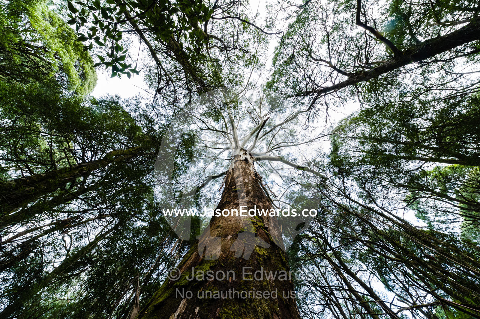 The towering trunk of a Mountain Ash eucalyptus tree the tallest flowering plant in the world. Otway Fly Treetop Adventures, Weeaproinah, Victoria, Australia.