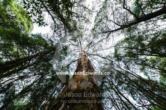 The towering trunk of a Mountain Ash eucalyptus tree the tallest flowering plant in the world. Otway Fly Treetop Adventures, Weeaproinah, Victoria, Australia.