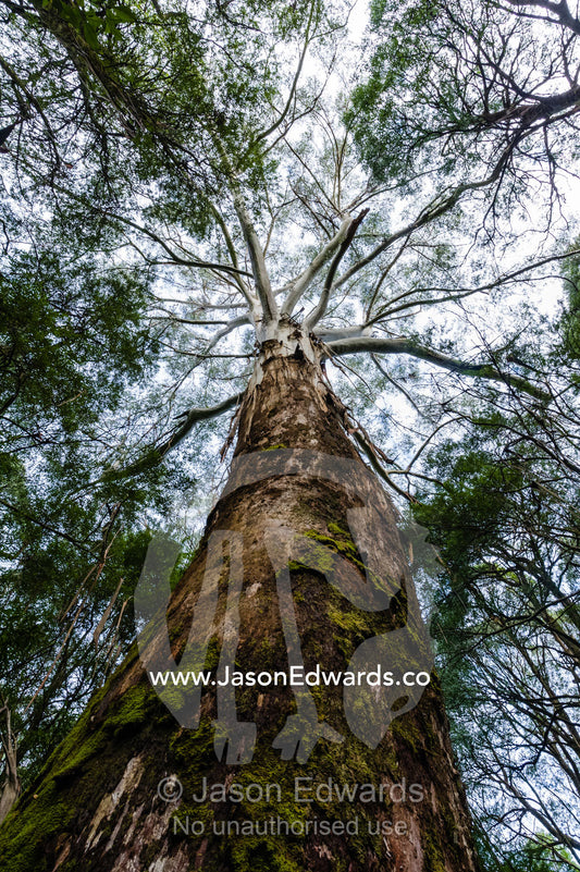 The towering trunk of a Mountain Ash eucalyptus tree, the tallest flowering plant in the world. Otway Fly Treetop Adventures, Weeaproinah, Victoria, Australia.